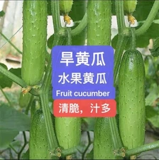 30+F1 Chinese Fruit Cucumber Seeds harvested in 2024. 30多粒2024年产杂交中国水果黄瓜，旱黄瓜新种子.