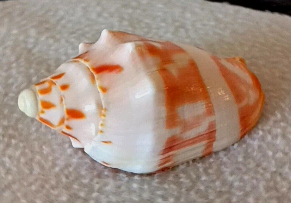 Voluta deshayesi #3 89,1 mm ¡RARO! PRECIOSA BELLEZA de Nueva Caledonia Foto 3 de 4