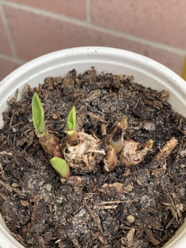 Tuberose Fragance 1 Clump,Bulbs 3+ Sz S/M Mixed, Rooted &Sprouted Ready To Plant - Picture 10 of 18