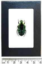 Euchroea coelestis blue green scarab beetle Madagascar Africa framed