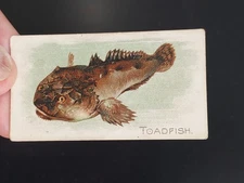 FISH: 1910 American Tobacco Co (ATC) TOADFISH Fish from American waters VGC