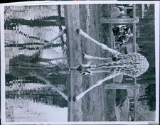 1960 Photo Giraffe At Vincennes Zoo In Paris Takes Drink From A Pool Animals 7X9