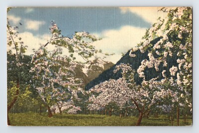 Postcard Washington Cascade Mountains WA Apple Tree Blossom 1950 Posted Linen