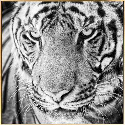 KunstLoft  Gerahmte Fotografie 'Tiger's Glance' | Foto-Print 60x60cm