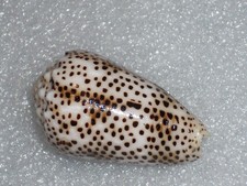 CONUS PULICARIUS WONDERFUL
