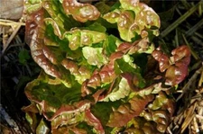 Bronze Mignonette Butterhead Lettuce Seeds, NON-GMO, Heirloom, FREE SHIPPING