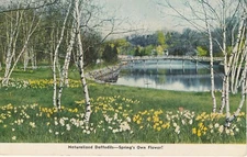 Vintage Advertising Postcard Goldfarm Daffodils New York City Pond Birch Trees