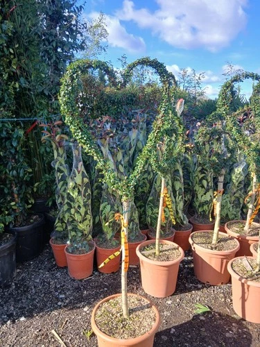 Love Heart Topiary Shape Ilex 25L 1.5m Tall Wedding Gift Plant Amazing Quality