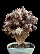 Aeonium Sunburst Crested 'Crestato' Pianta Grassa Rara Succulenta | Vaso Ø 9cm