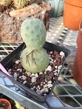 Tephrocactus Geometricus Live Cactus Plant Succulents.