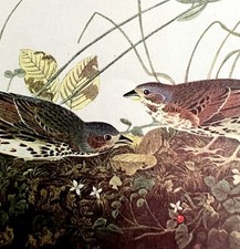Fox Sparrow 1950 Lithograph Art Print Audubon Bird First Edition DWU14F