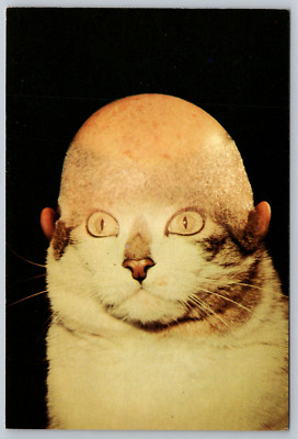 Bald Cat American Card 1982 Alfred Gescheidt Postcard
