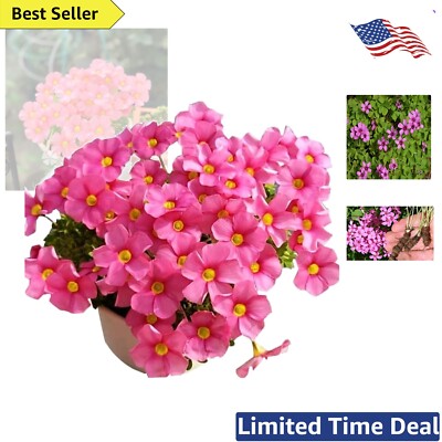 Red Oxalis Iron Rubra Bulbs - Fast Growing Good Luck Plant for Indoors/Outdoors