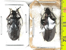 Carabidae, Carabus (Platycarabus) irregularis montandoni pair A1, W. Ukraine