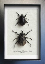Rare Hairy Scarab Megasoma Thersites Pair Bee...