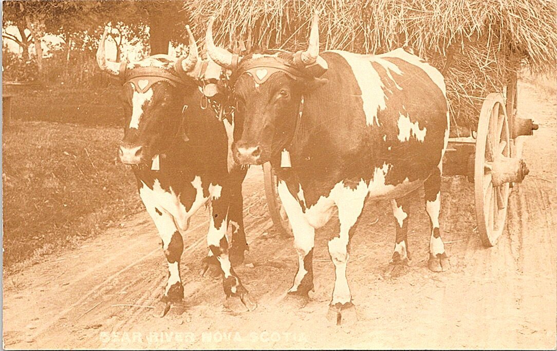 RPPC Two Bulls Pulling Hay Wagon Bear River Nova Scotia Canada - Main Image