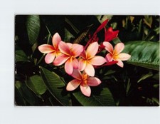 Postcard Pink Plumeria Hawaii USA