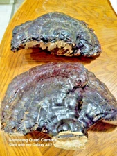 Fresh reishi ganoderma whole pieces sun dried Appalachian mountains