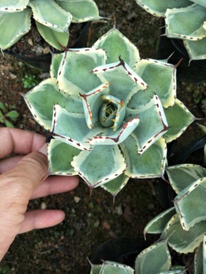 Agave Plant Agave Pumila Agavaceae Home Garden Beautiful succulent Plant