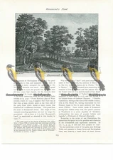 Rosamunds Pond, Book Illustration (Print), 1934