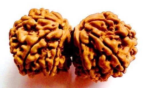 NEPALESE RUDRAKSHA RUDRAKSH GAURI SHANKAR GANESHA DOUBLE GANESH GARBH GAURI SHIV - Picture 5 of 5