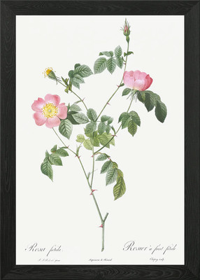 Rosa österreichische Kupfer Rose gerahmtes Wandbild Poster Leinwanddruck Bild