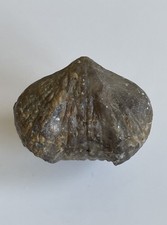 Kransia signata, Brachiopode, Mittl. Devon, Gondelsheim, Eifel