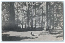 c1940 Tanglewood Lawn Woman Lying On The Ground Lenox Massachusetts MA Postcard