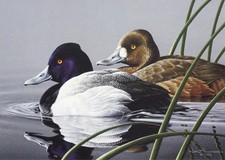 Neal Anderson Lesser Scaup 1989 Federal Duck Stamp Print Executive Remarque