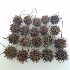 Sweet Gum Balls Seed Pods Witches Burrs 20 Count Craft Epoxy