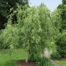 25 Fresh Corkscrew Willow Cuttings 8-12”