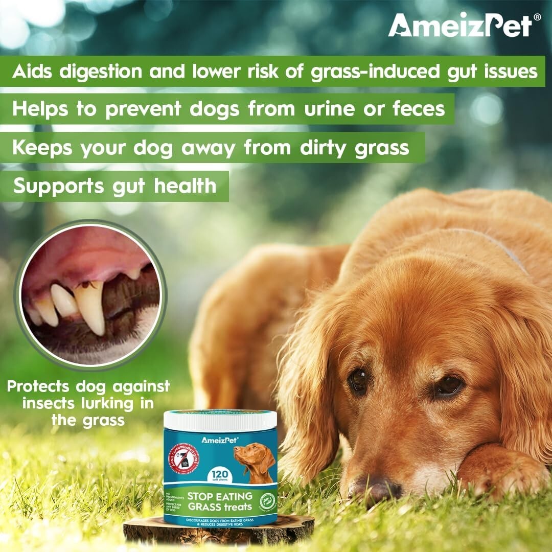 Dog Food Why Do Dogs Like To Eat Grass Digestive Tract Dog Eating