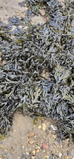 50g Bladderwrack Rockweed | Fucus Vesiculosus L | Health Embassy Dried Seaweed