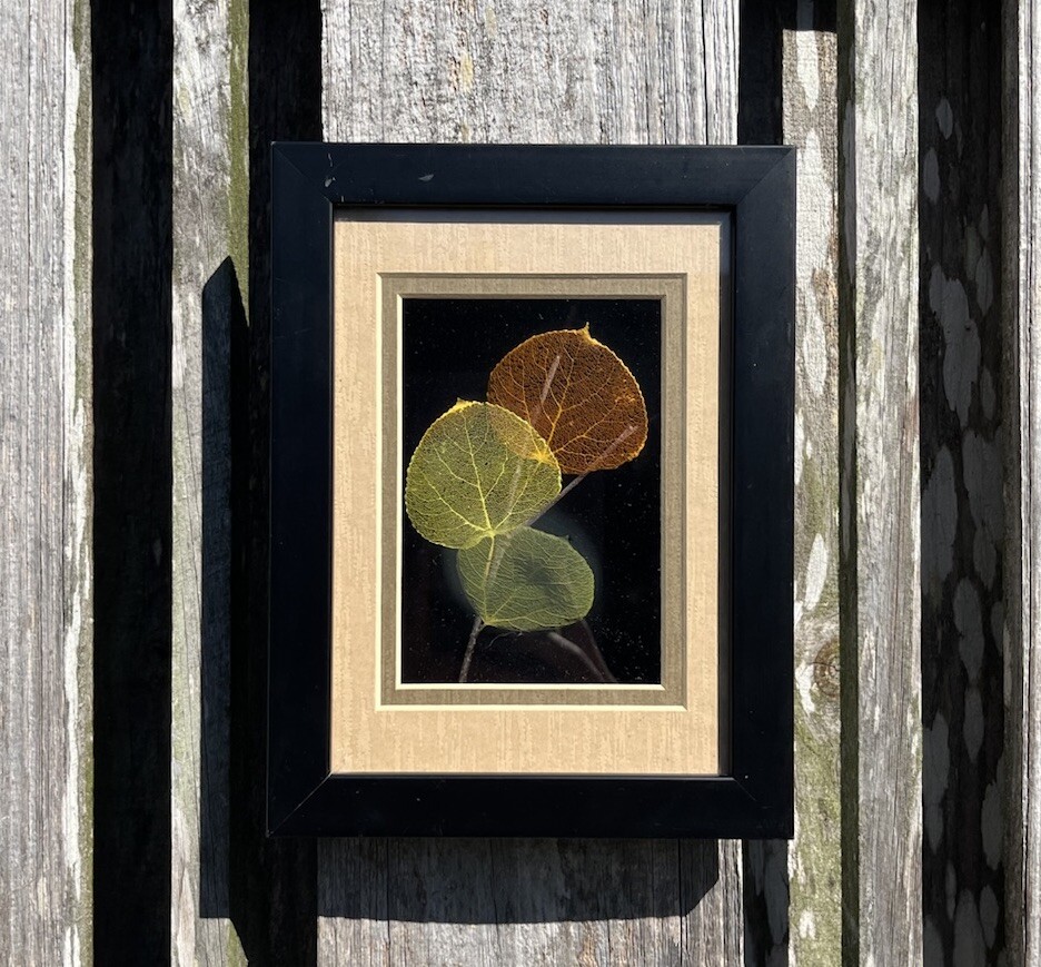 オリジナルリーフラインシャドーボックス-ブッカーMoreyによるハンドエッチング