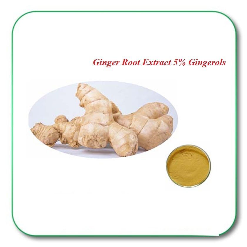 PREMIUM Ginger Root Extract Powder PURE 5 Gingerols Supports Digestive