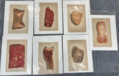 Vintage US Agriculture 1879 Print Cattle Disease Medical Oddity Artist 7 Lot