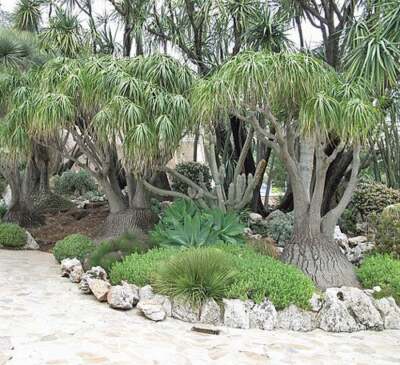 Beaucarnea recurvata | Ponytail Palm | Bottle Palm | Elephant's