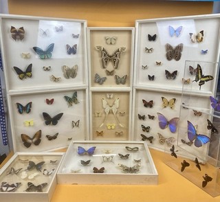 Schmetterling 11 Schaukästen Mit Seltenen Exemplaren Aus Gräflicher Sammlung