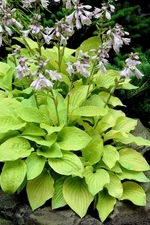 1 -  AUGUST MOON HOSTA BareRoot Perennial Plant * USDA Hardiness Zone: 3-9