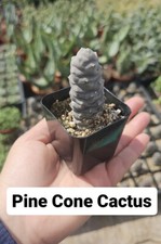 Pine Cone Cactus Tephrocactus articulatus with Succulents Care Guid