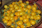 120 Yellow Pear Tomato Seeds Heirloom NON GMO FRESH