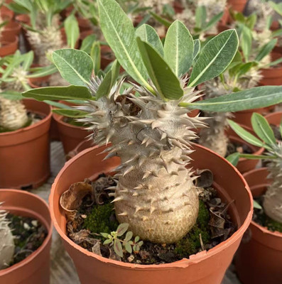 RareSucculent Cactus Plant Pachypodium Densiflorum Cactaceae Home Garden 10CM
