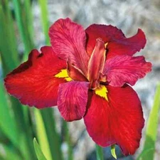Ann Chowning Louisiana Iris Hardy Aquatic Pond/Bog Plant - Buy 2 Get 1 Free