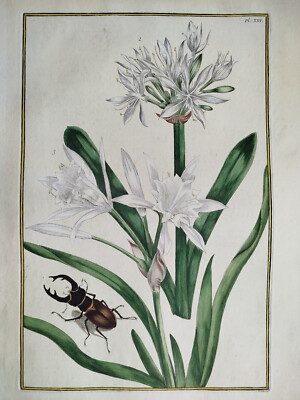 Beautiful Flowers Plate 13 - Large Print David Rabel Theatrum Florae - 1771