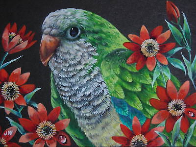 Quaker Monk Parakeet Parrot bird Anemone print