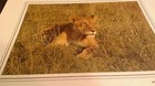 Lion in Grass Animal Photo Print 8x10 New Matted Wall Art HQ Gift Sealed