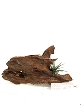 Malaysian Driftwood & Air Plant: A Perfect Fusion of Nature's Beauty, S (10~12")
