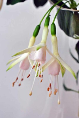Weiße Fuchsia Falkenkopf Sommer Blume Blühende Pflanze Foto Bilddruck