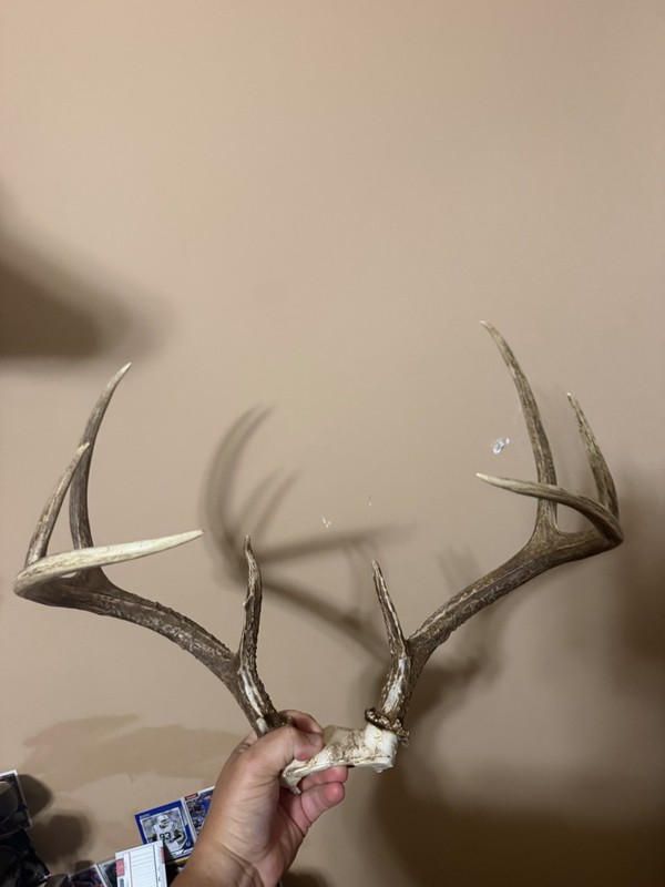 125 8 Point Deer Antlers Horns
