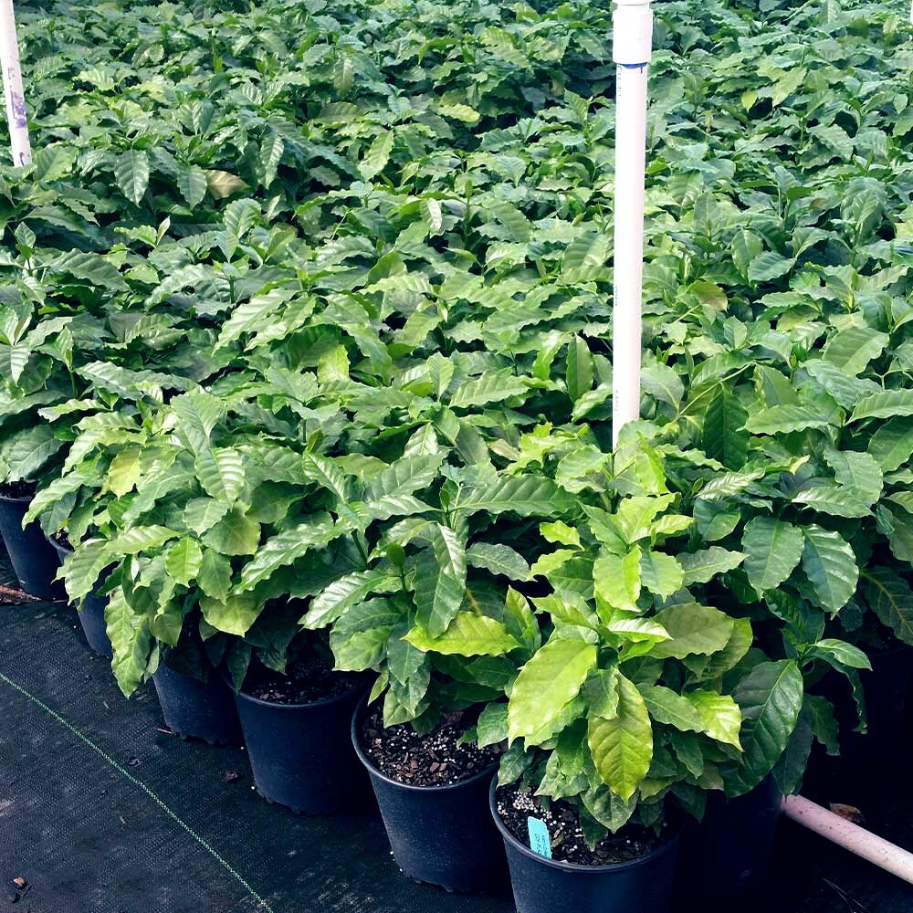 10 Coffea arabica Seeds Tropical EXOTIC Coffee Bean Indoor House